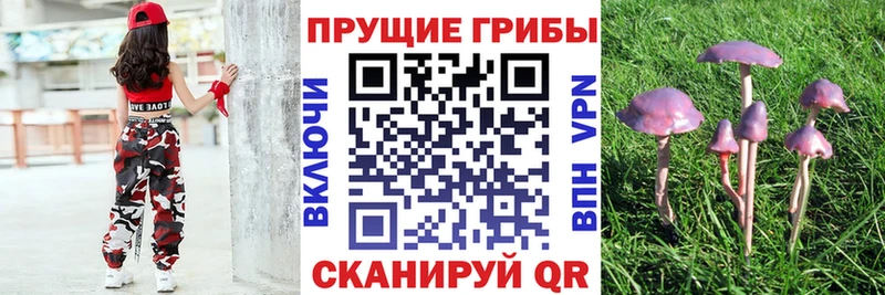 Купить  Сланцы  Псилоцибиновые грибы мухоморы 