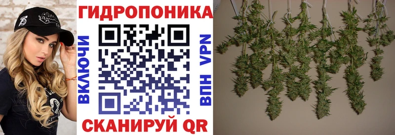 Бошки Шишки планчик  Купить закладки  Сланцы 